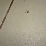 Suspeitos de furto em joalheria no Shopping utilizavam método de “profissionais do mercado de joias” para realizar furto em diversos Estados