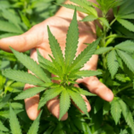Polícia encontra laboratório de maconha durante investigação de morte de mulher em Campo Grande