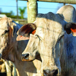 Sol, calor e baixa umidade marcam a sexta-feira (5) em Mato Grosso do Sul